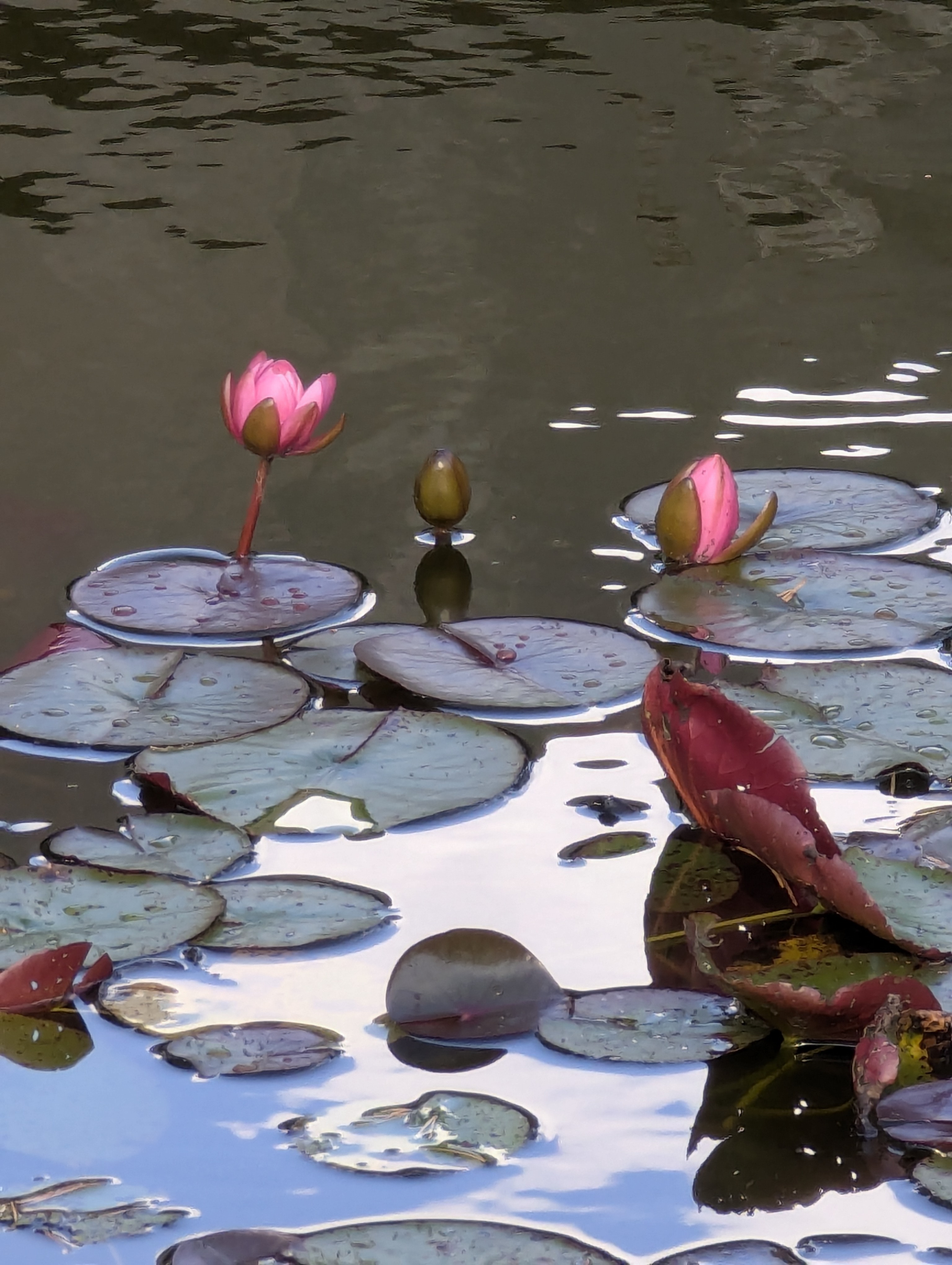 Lyngby,DTU, SSPC, Denmark